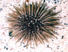 Echinometra Mathaei