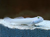 Valenciennea Sexguttata