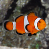 Amphiprion Ocellaris (Oppdrett)