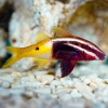 Parupeneus Barberinoides