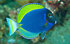 Acanthurus Hybrid( Leucosternon + Nigricans)