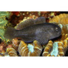 -Gobiodon Ceramensis