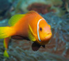 Amphiprion Nigripes