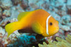 Amphiprion Nigripes