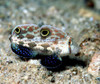 Signigobius Biocellatus