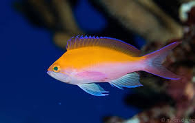 Pseudanthias Bicolor Tropestua