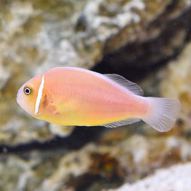 Amphiprion Perideraion