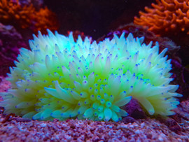 Heteractis Crispa