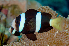 Amphiprion Clarkii, Black Pair