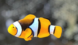 Amphiprion Percula Black