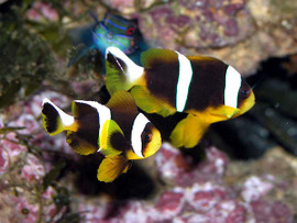 Amphiprion Allardi