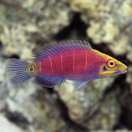 Pseudocheilinus Ocellatus