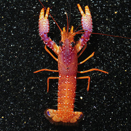 Enoplometopus Daumi