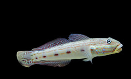 Valenciennea Longipinnis, Pair