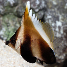 Heniochus Pleurotaenia