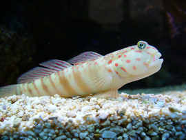 Cryptocentrus Leptocephalus