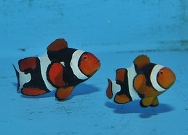 Amphiprion percula  (Papua New Guinea)