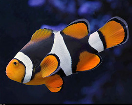 Amphiprion Percula, black (Oppdrett)