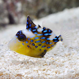 Pseudobalistes Fuscus Juv