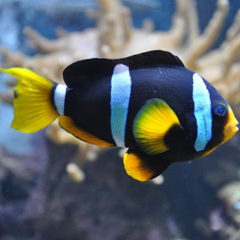Amphiprion Clarkii, Black (Oppdrett)