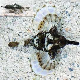 Eurypegasus Draconis