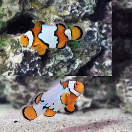 Amphiprion Ocellaris, Snow Onyx , Pair
