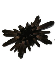 Heterocentrotus spp.