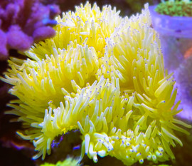Heteractis Malu Ultra Yellow