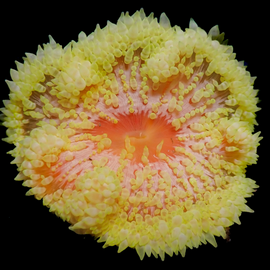Heteractis Malu ( Yellow Sand)