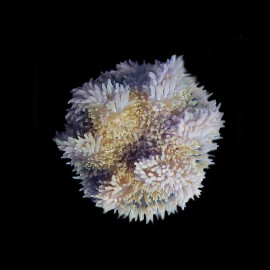 Heteractis Malu Colour