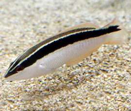 Coris Pictoides
