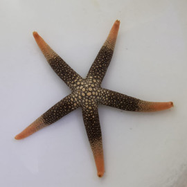 Nardoa Novaecaledoniae