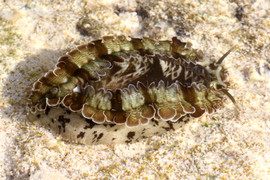 Haliotis Asinina
