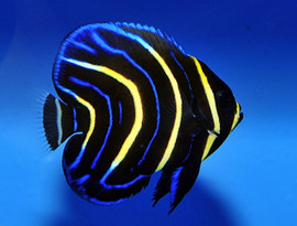 Pomacanthus Zonipectus