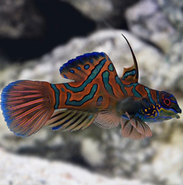 Synchiropus Splendidus, Oppdrett