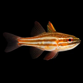 Apogon Margaritophorus