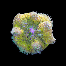 Stichodactyla Tapetum