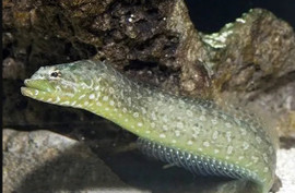 Congrogadus Subducens