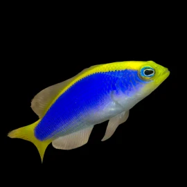 Pseudochromis Flavivertex