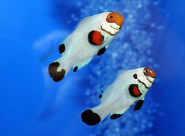 Amphiprion Ocellaris Wyoming White Pair