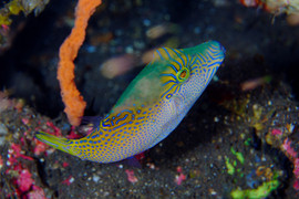 Canthigaster Epilamprus