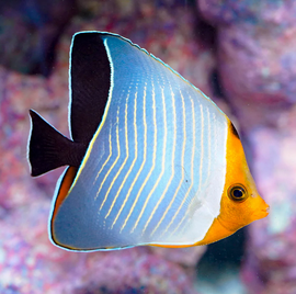 Chaetodon Larvatus