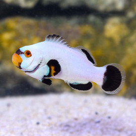 Amphiprion Ocellaris Platinum Pair, Small