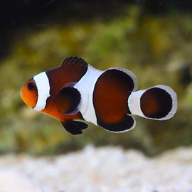 Amphiprion Ocellaris, Mocha 