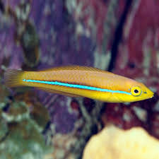Halichoeres Garnoti