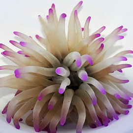 Condylactis Gigantea