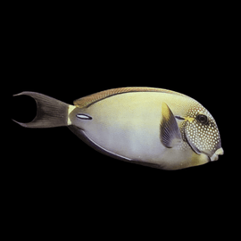 Acanthurus Maculiceps