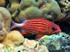 Sargocentron Diadema