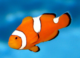 Amphiprion Ocellaris Misbar