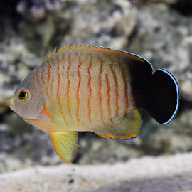 Centropyge Eibli